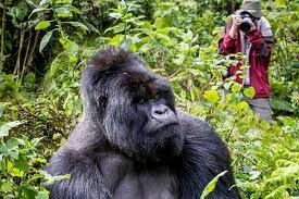 gorilla trekking and wildlife 